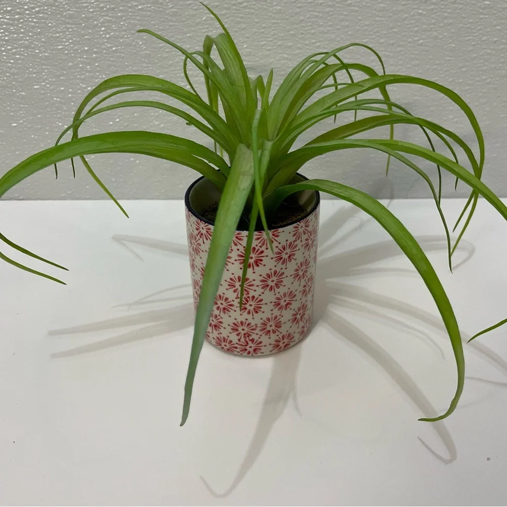 5/$25 Green Potted Decorative Plant for Home Accents